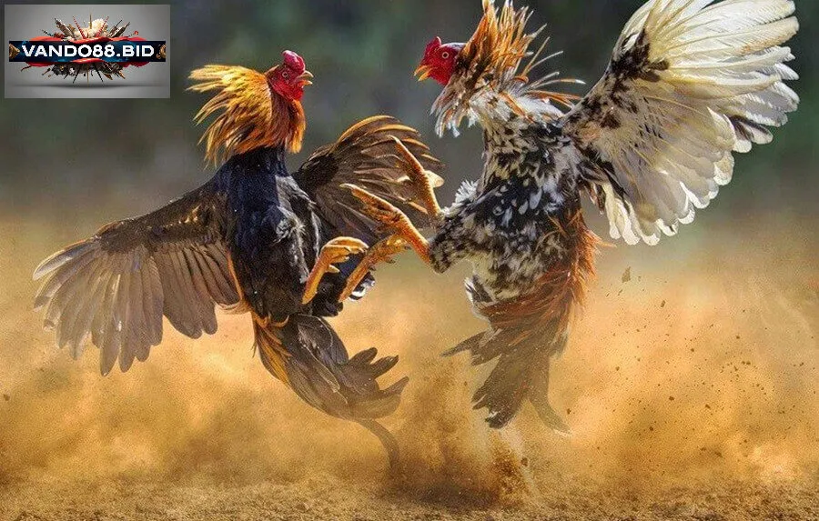 Hướng dẫn cách đăng ký Đá gà campuchia tại Vando88