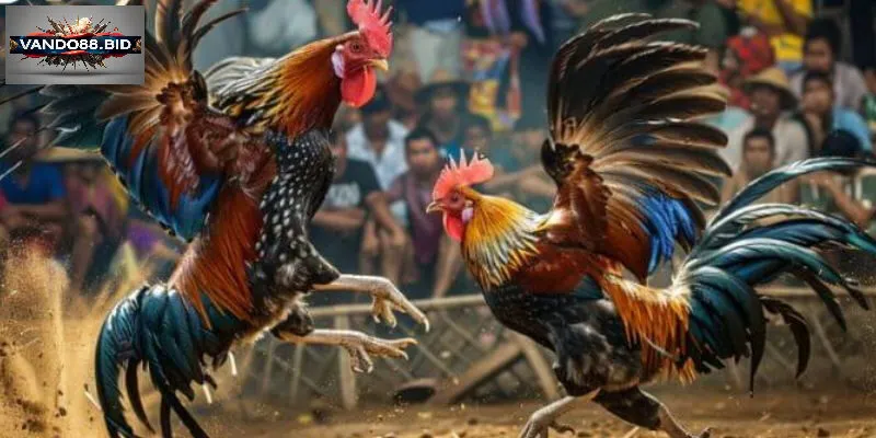 Kinh nghiệm chơi Đá gà campuchia giúp tăng tỷ lệ thắng