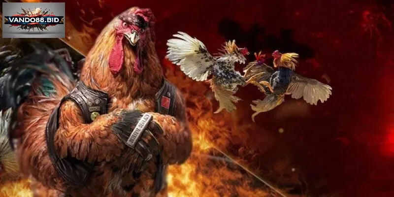 Đá gà campuchia - Sân chơi kịch tính cho người yêu thể thao